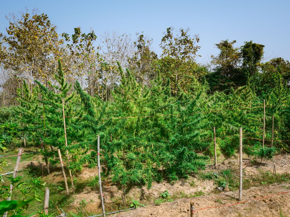 Landrace cannabis at Khun Aek's farm in the Phu Phan hills of Northeastern Thailand.
