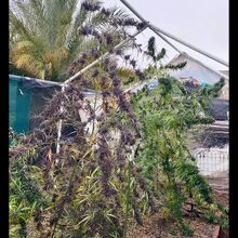 Tall cannabis plant with dark purple flowers in a yard