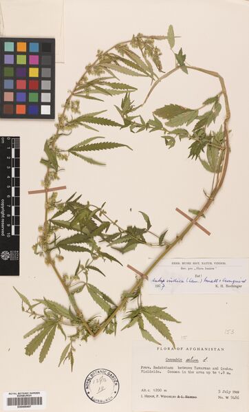 File:Hedge W 9486 specimen E00405497.jpg