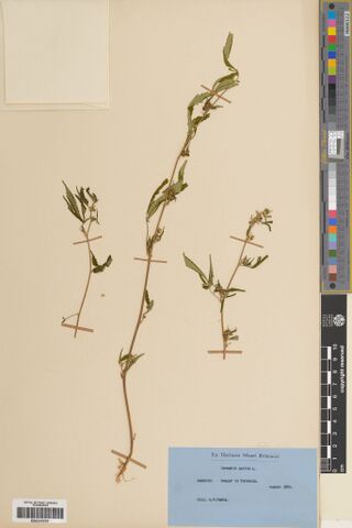 Digitised herbarium sheet with three slender Cannabis stems held by paper straps and a blue typed British Museum label.