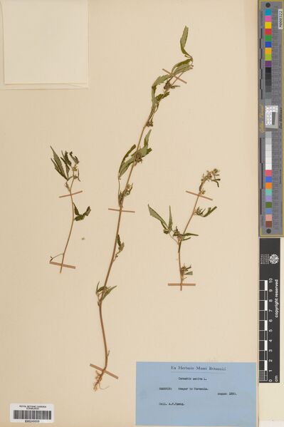File:Young specimen E00248609.jpg