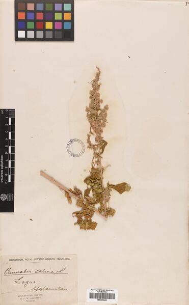 File:Johnston specimen E00405506.jpg