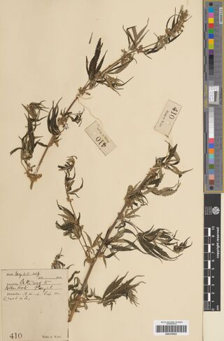 Digitised herbarium sheet with a slender flowering Cannabis sativa stem beside a handwritten field label.