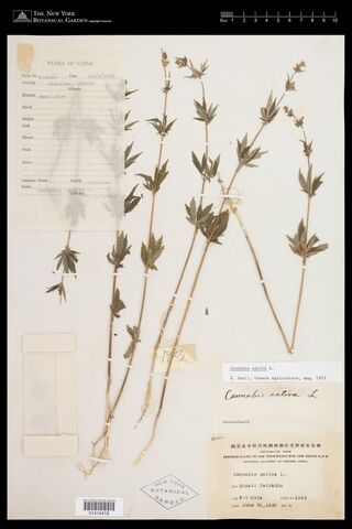 Digitised herbarium sheet with several thin Cannabis stems with small clusters of leaves, and a bilingual printed label of the National Academy of Peiping.