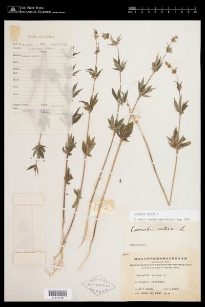 File:Hsia 1923 specimen NY01414418.jpg