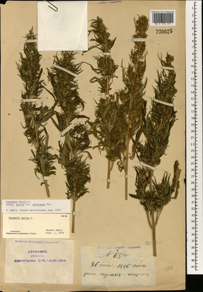 File:Larionov 65 specimen MW0736231.jpg