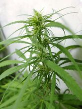 An upright young cannabis plant with long, narrow leaflets, against a white wall.