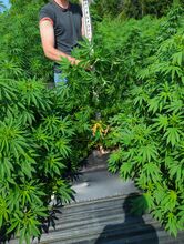 Dense green cannabis plants on plastic mulch, with a person standing among them