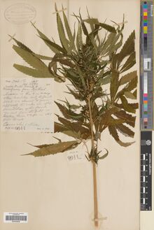 Digitised herbarium sheet with a large fruiting female cannabis plant beside a handwritten field label.
