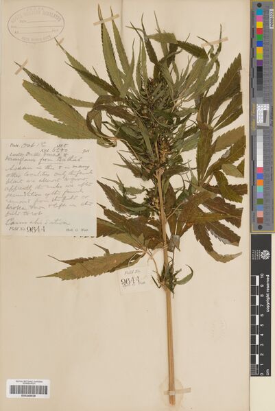 File:Watt 9644 specimen E00248828.jpg