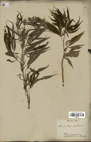 Digitised herbarium sheet with two leafy Cannabis flowering tops with narrow leaflets and a printed Paris museum label of the Horticultural Society collection.