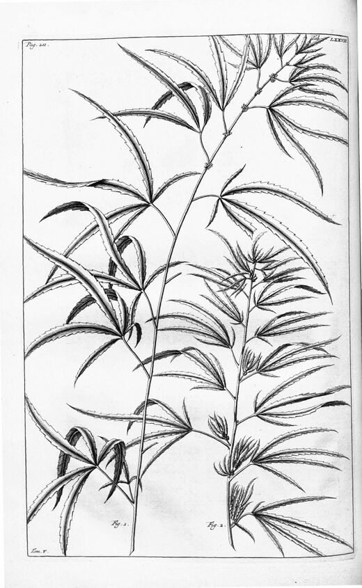 An engraved plate of two leafy cannabis stems with narrow, serrated leaflets, with the plate number in the top corner.