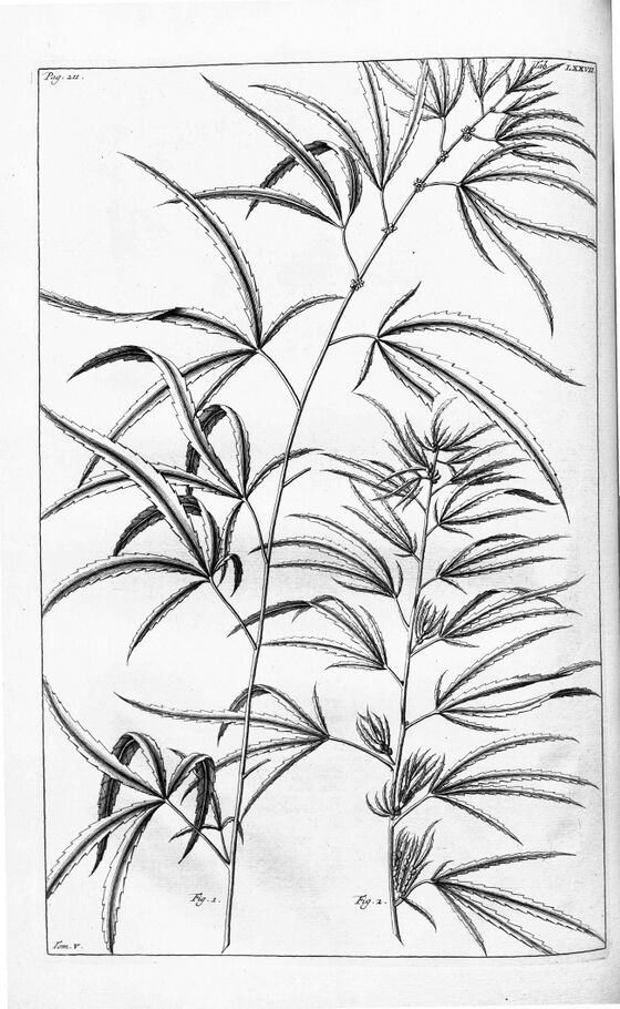 Herbarium Amboinense (1690)