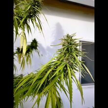 Cannabis flowering top with long, drooping leaves against a white wall