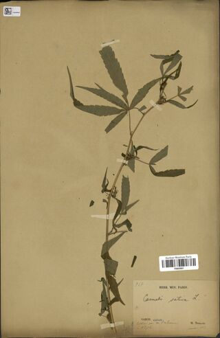 Digitised herbarium sheet with one long, sparsely leafy Cannabis stem with a few palmate leaves near the top, and a printed Paris museum label filled in by hand at the lower right.