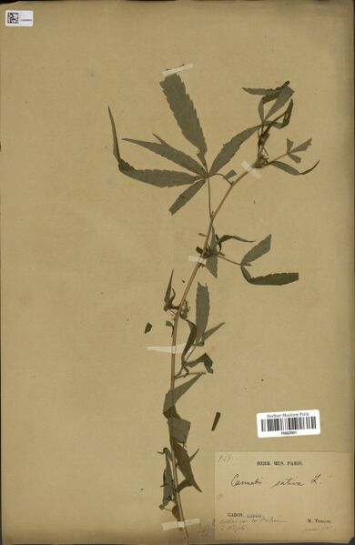 File:Thollon 717 specimen P06829901.jpg