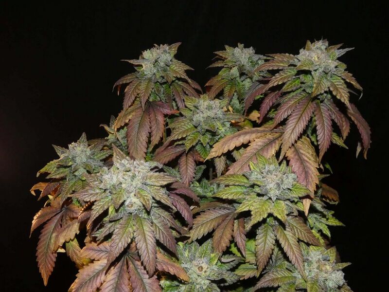 File:KHA Afghan Lemon 3.jpg