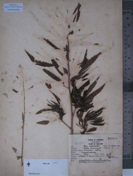 File:CU-MN 20162538 specimen.jpg