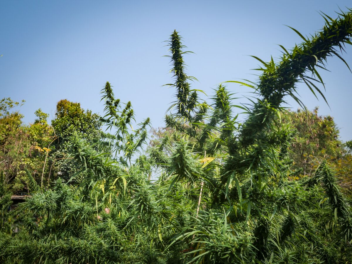 Landrace cannabis at Khun Aek's farm in the Phu Phan hills of Northeastern Thailand.