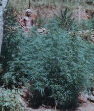 A man stands among tall, dense cannabis plants on a rocky, terraced slope