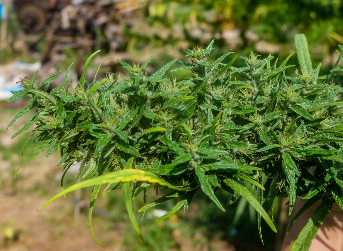 Landrace cannabis at Khun Aek's farm in the Phu Phan hills of Northeastern Thailand.