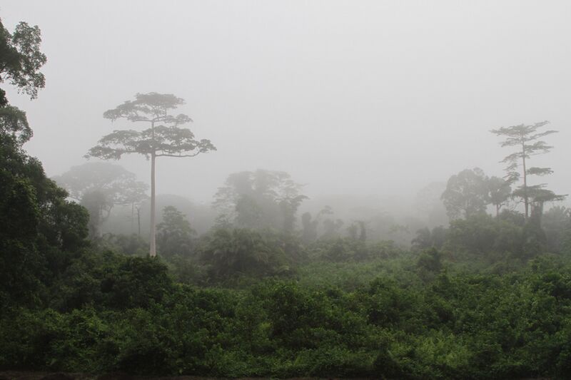 File:Ivory-Coast-tai-national-park.jpg