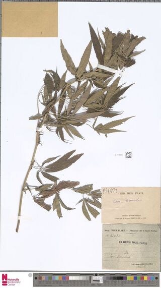 Digitised herbarium sheet with a leafy Cannabis sativa branch and two printed Paris herbarium labels.