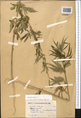 Digitised herbarium sheet with a long Cannabis stem with leafy branches and large palmate leaves, and a stamped label completed by hand and a typed slip at the foot.