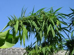Cannabis branches arching over a corrugated metal roof against a blue sky