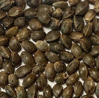 Pile of dark grey-brown mottled cannabis seeds