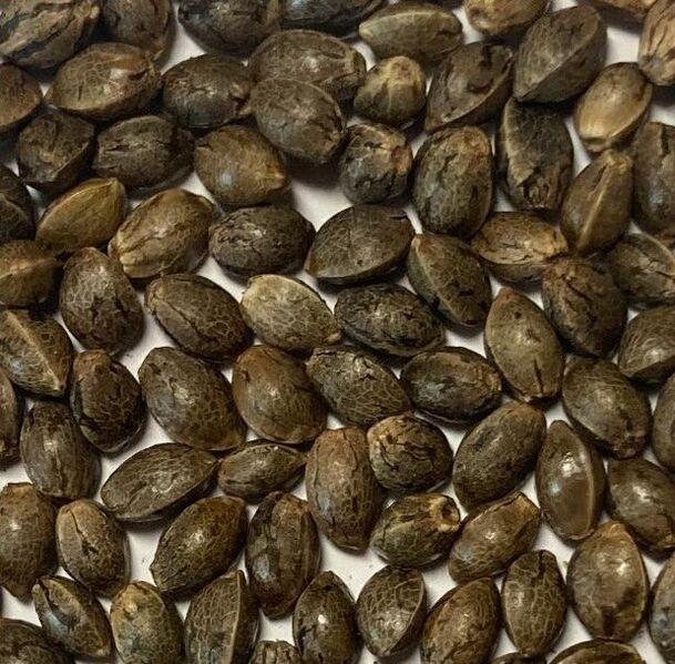 File:RSC Hmong Ganja 1.jpg