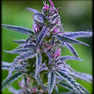Close view of a purple, frosted cannabis flower with pink pistils