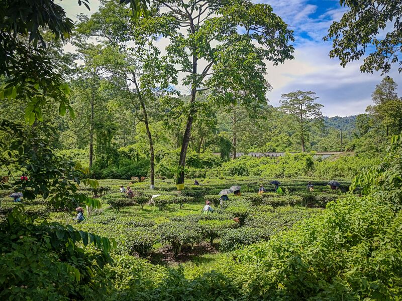 File:Washabari-tea-garden-01.jpg
