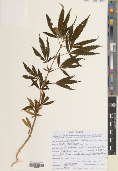 File:Wiart 582 specimen E00751459.jpg
