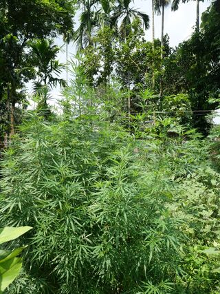 Landrace Cannabis plant growing near Baulbari