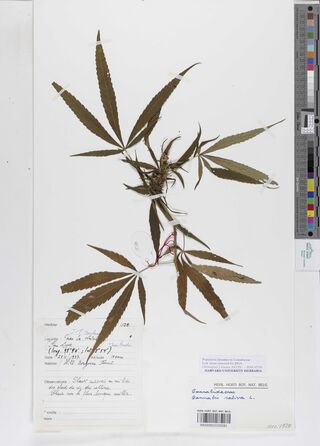 Digitised herbarium sheet with two leafy Cannabis sativa shoots and a handwritten French label.