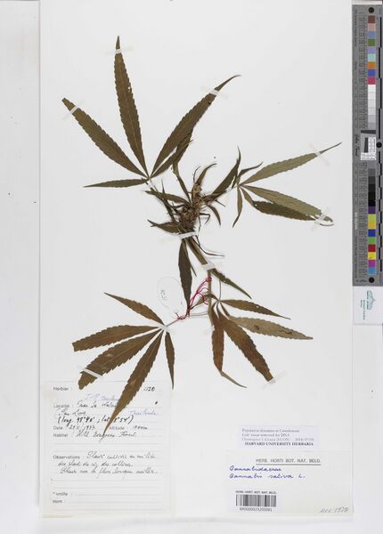 File:Boulanger 1520 specimen BR0000023200081.jpg
