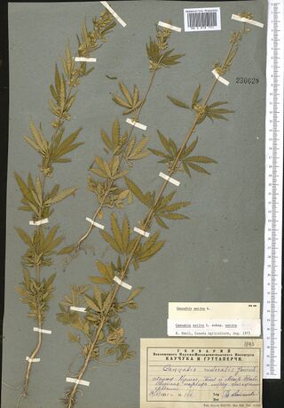 Digitised herbarium sheet on grey paper with two long leafy Cannabis stems with palmate leaves, and typed slips over a printed label at the lower right.