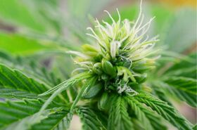 A single hemp plant bearing both pollen-sac clusters and stigma-bearing flowers at different nodes on the same stem.