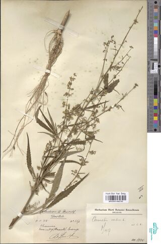 Digitised herbarium sheet with an uprooted Cannabis sativa plant in seed, its root mass at the top, beside a handwritten collection label.