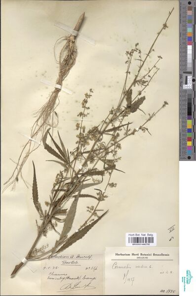 File:De Wulf 554 specimen BR0000014662782.jpg
