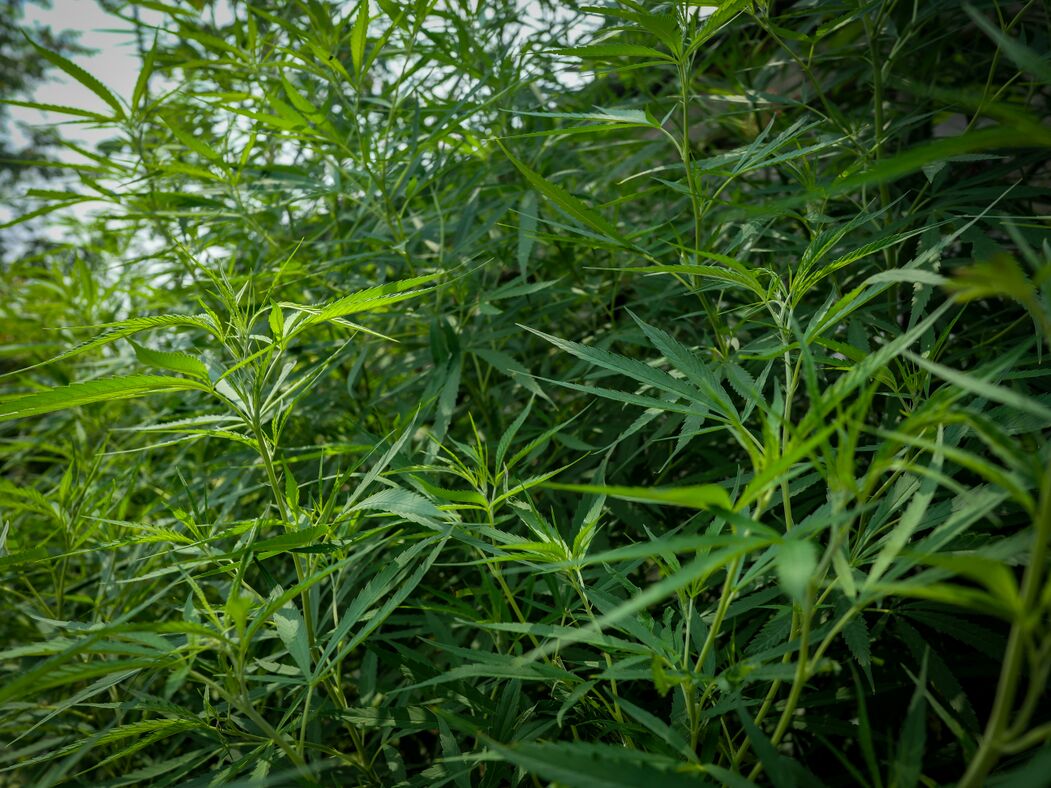 Fulkardabri 'Sujan's' Selection #1 2025