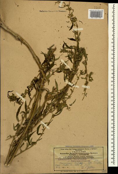 File:Karjagin s.n. specimen MW0661538.jpg