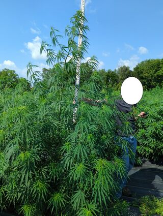 Tall narrow-leafed cannabis plants beside a measuring pole, with a person whose face is masked