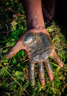 An open hand held palm up over low green plants, the palm and the insides of the fingers thickly coated with a glossy, dark green-black layer.