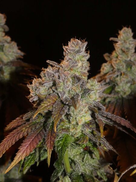 File:KHA Afghan Lemon 2.jpg