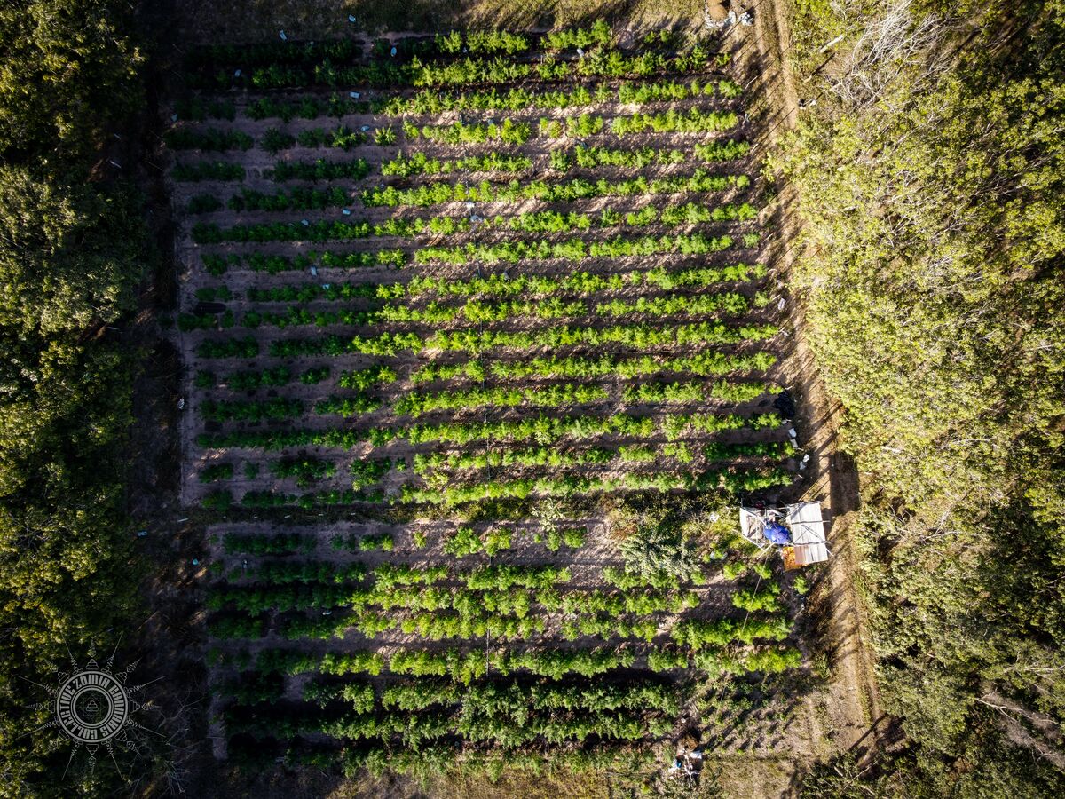 The Lin Pooh Family landrace cannabis farm in the Phu Phan hills of Sakhon Nakhon Province, Thailand as seen from above.