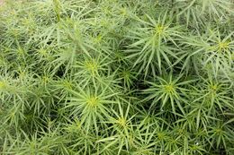 Dense mass of narrow, many-fingered cannabis leaves