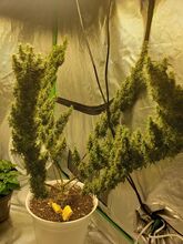 Cannabis plant with long resinous flower tops in a grow tent
