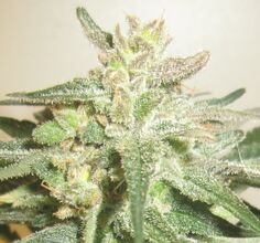 Frosted cannabis flower top with pale green leaves against a light background